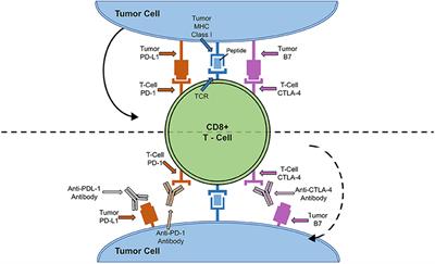 Immune Checkpoint Inhibitors Mediated Lymphocytic and Giant Cell Myocarditis: Uncovering Etiological Mechanisms